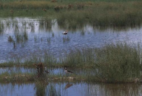 Phalarope de Wilson
