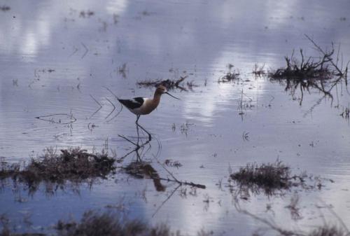 Avocette