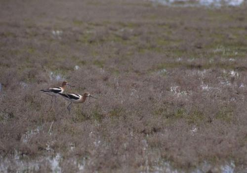 Avocettes
