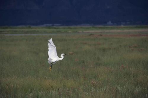 Aigrette neigeuse
