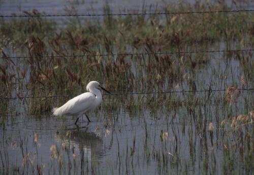 Aigrette neigeuse