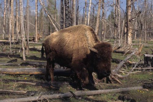 Bison