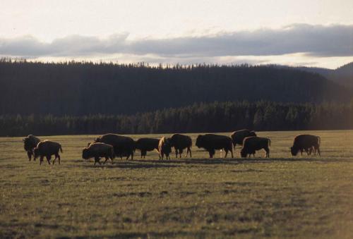 Bisons