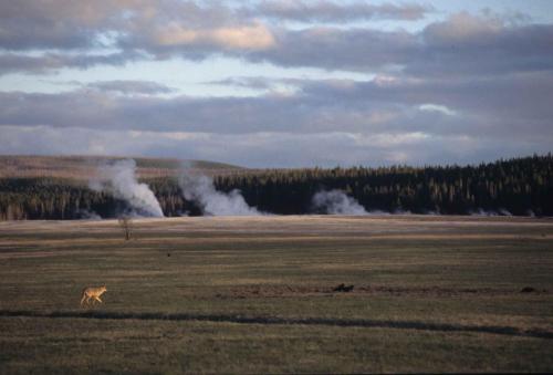 Coyote