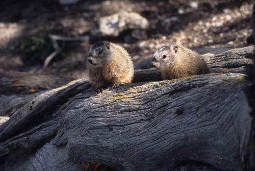 Marmottes