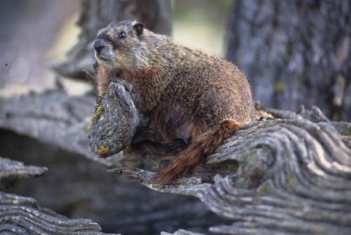 Marmotte
