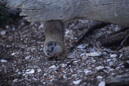 Marmotte