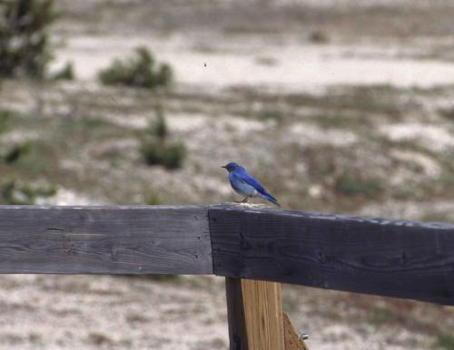 Merle bleu azuré