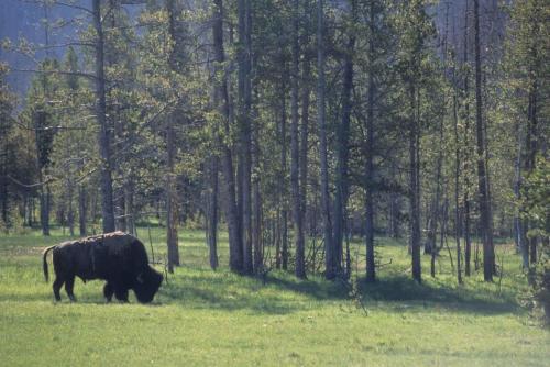 Bison