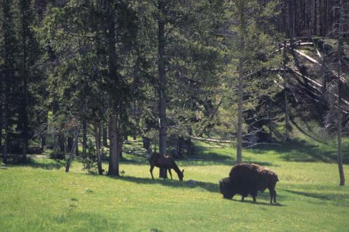Wapiti, Bison