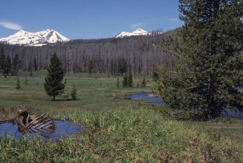 Parc national de Yellowstone