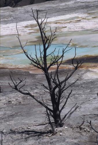 Parc national de Yellowstone