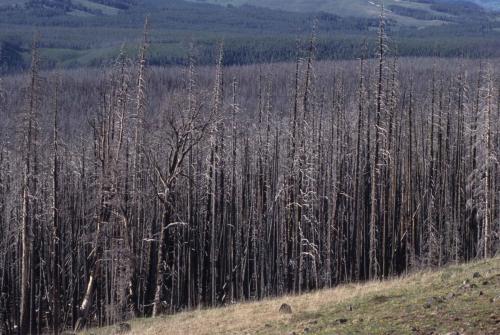 Parc national de Yellowstone