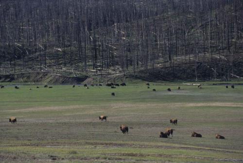 Parc national de Yellowstone