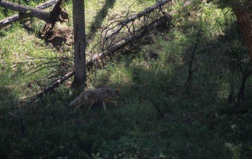 Coyote