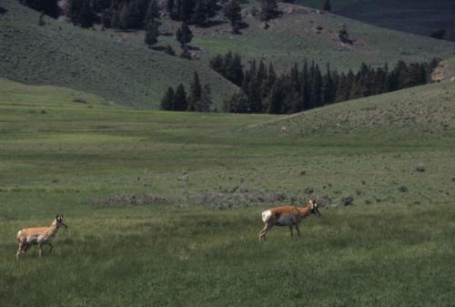 Pronghorns