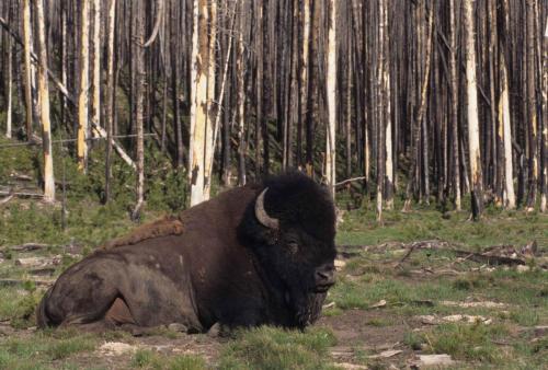Bison