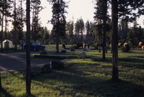 Parc national de Yellowstone