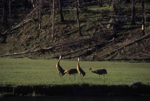 Grues du Canada