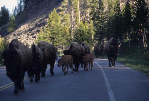 Bisons