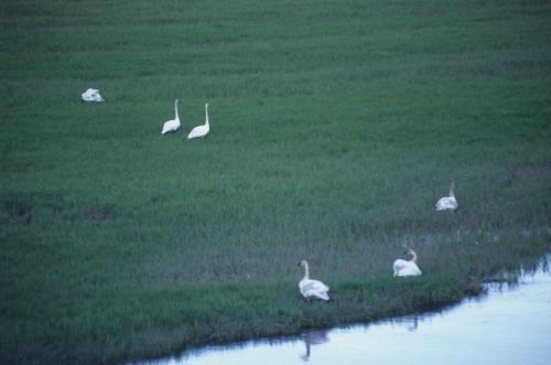 Cygnes trompettes