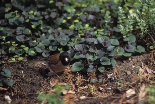 Junco ardoisé