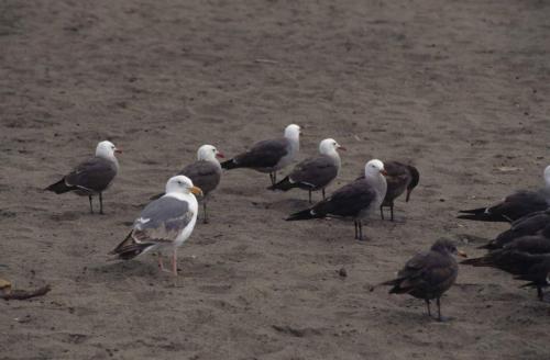 Goélands de Heermann, 1 goéland d'Audubon