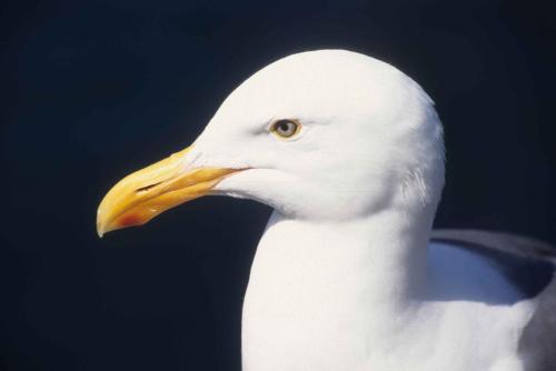 Goéland d'Audubon