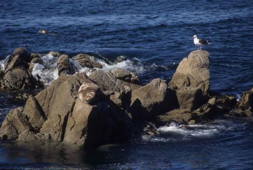 Phoque, 1 goéland d'Audubon