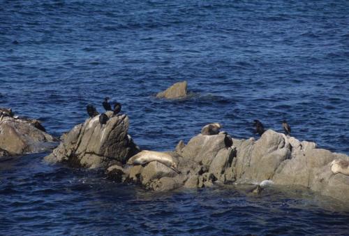 Phoques, Cormorans de Brandt
