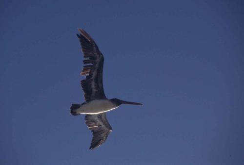 Pélican brun