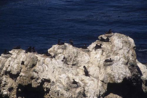 Cormorans de Brandt