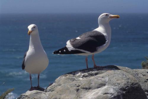 Goélands d'Audubon