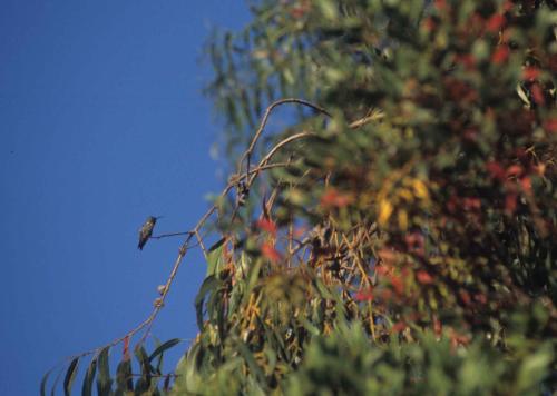 Colibri à gorge noire (femelle)